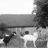 Gmina DOBRA